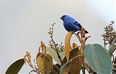 Blue-and-black Tanager